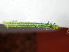 Chiasmia emersaria