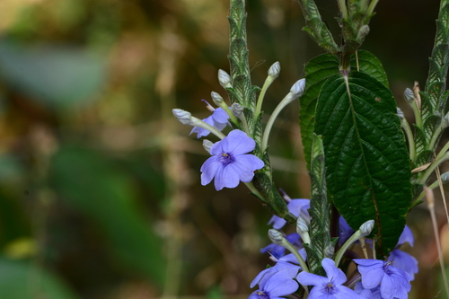 Image of Blue Eranthemum (Eranthemum roseum) by no rights reserved