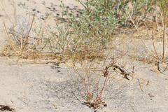 Eriogonum cernuum