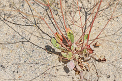 Eriogonum cernuum