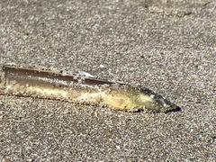 Bascanichthys bascanium