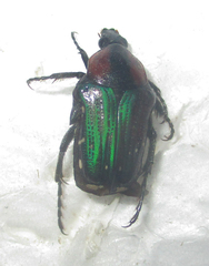 Leucocelis haemorrhoidalis