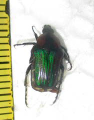 Leucocelis haemorrhoidalis