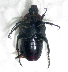 Leucocelis haemorrhoidalis