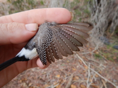 Stizoptera bichenovii bichenovii
