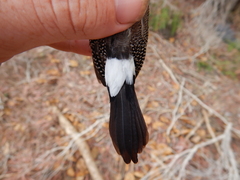 Stizoptera bichenovii bichenovii