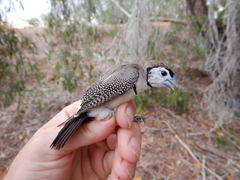 Stizoptera bichenovii bichenovii