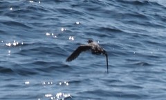 Ptychoramphus aleuticus