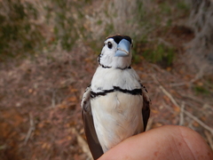 Stizoptera bichenovii bichenovii