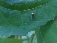 Polyrhachis bicolor