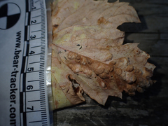 Calepitrimerus vitis