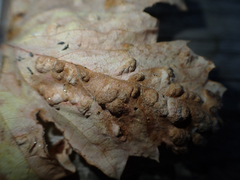 Calepitrimerus vitis
