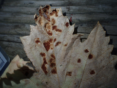 Calepitrimerus vitis