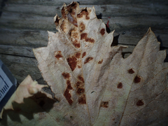 Calepitrimerus vitis