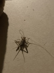 Gryllodes sigillatus