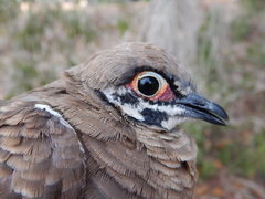 Geophaps scripta peninsulae