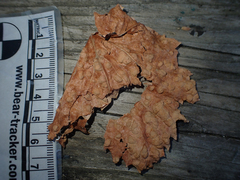 Calepitrimerus vitis