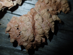 Calepitrimerus vitis