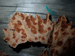 Calepitrimerus vitis