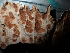 Calepitrimerus vitis