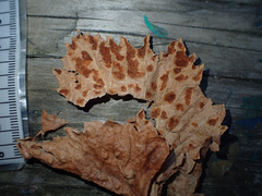 Calepitrimerus vitis