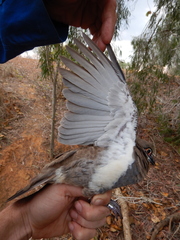 Geophaps scripta peninsulae