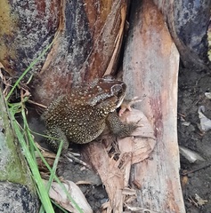 Duttaphrynus melanostictus