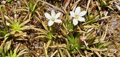Stylidium subulatum