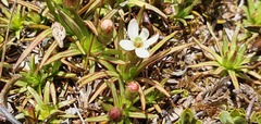 Stylidium subulatum