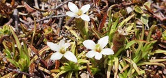 Stylidium subulatum