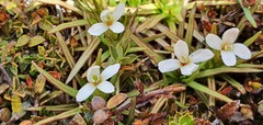 Stylidium subulatum