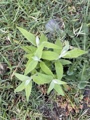 Buddleja salviifolia