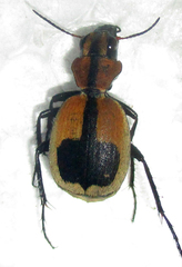 Graphipterus cordiger