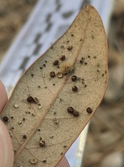 Neuroterus saltatorius texanus