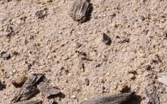 Myrmecocystus