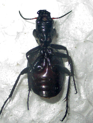 Graphipterus cordiger
