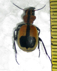 Graphipterus cordiger
