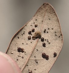 Neuroterus saltatorius texanus