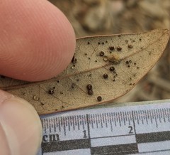 Neuroterus saltatorius texanus