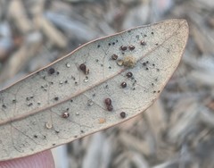 Neuroterus saltatorius texanus