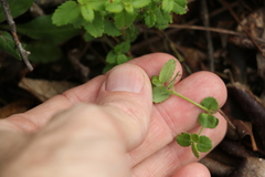 Gonocarpus oreophilus