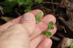 Gonocarpus oreophilus
