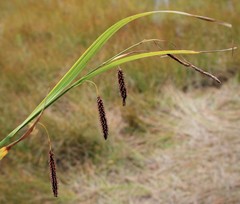 Carex cryptocarpa