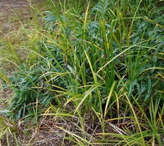 Carex cryptocarpa