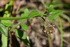 Opercularia ovata