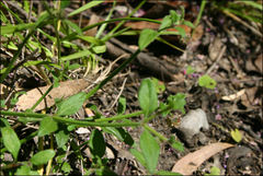 Opercularia ovata