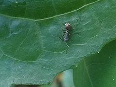 Polyrhachis bicolor