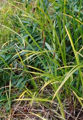 Carex cryptocarpa