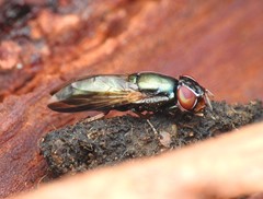 Duomyia