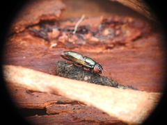 Duomyia